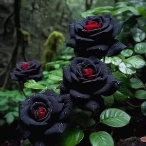 Meet your Posher, Tonya